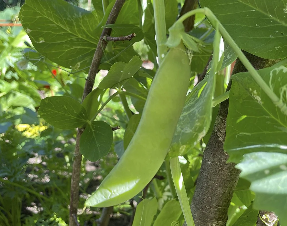 Plot to Plate – Smashed Beans on Toast