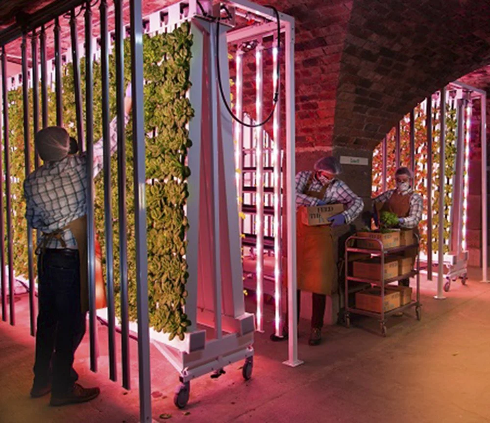 Urban Crops Can Have Higher Yields Than Conventional Farming.