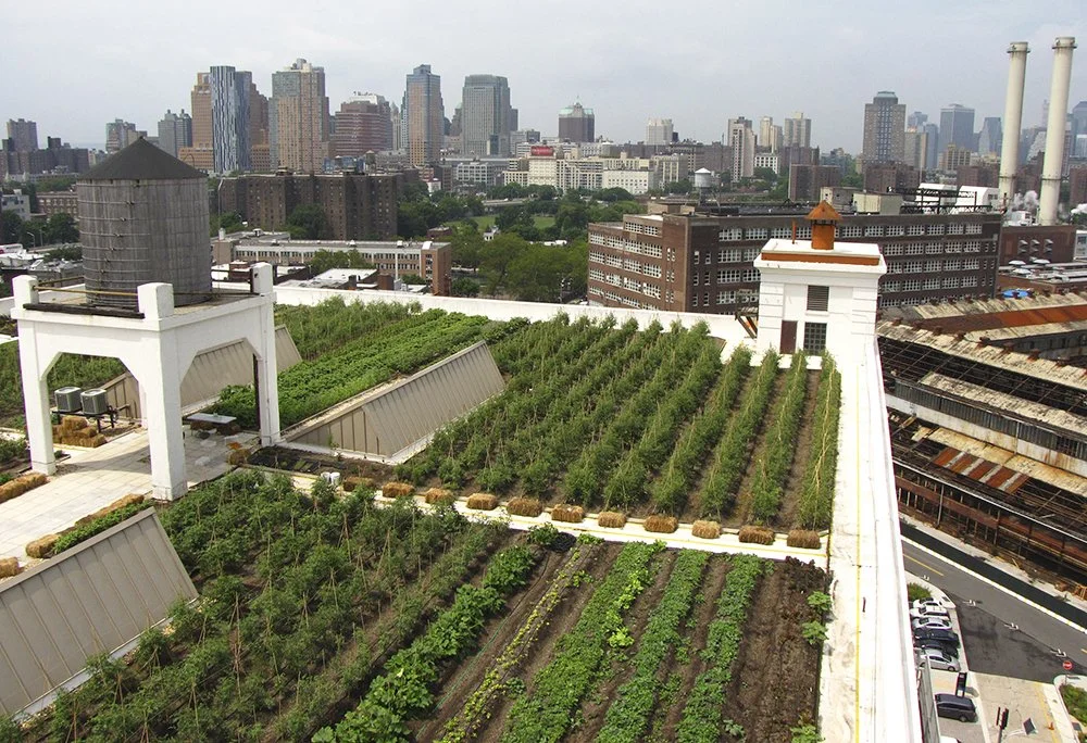 Urban Britain’s Potential as a ‘Grow your Own’ Nation.