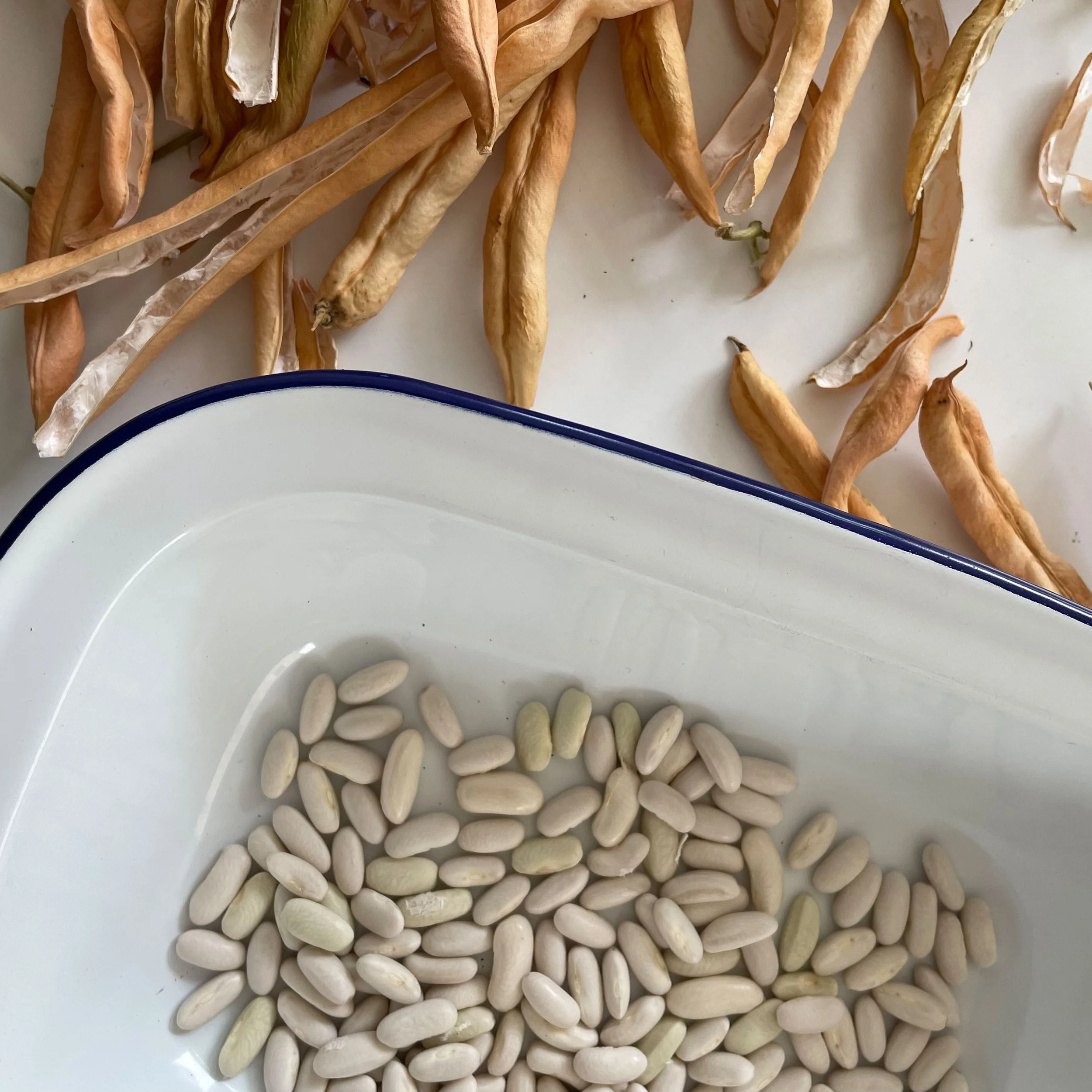 Seed Saving