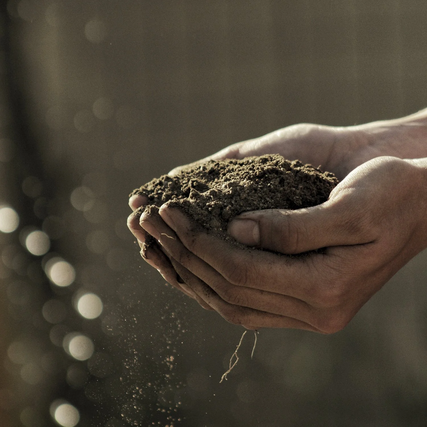 Soil – Regenerative Practices
